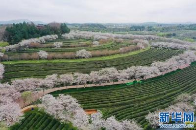 乡村振兴在行动丨花开正盛春光好 江西南昌催热“赏花经济”