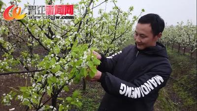 “95后”张代华：种好一树梨 生活加点“蜜”