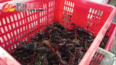 龙湾：小龙虾产销两旺