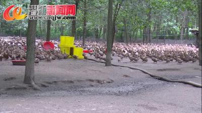 致富路上奔走的养鸭人