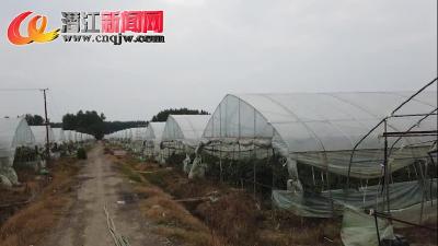 夏季“菜园子”迎来农忙时刻