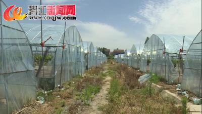 灰台村：发展农村集体经济 助力乡村振兴


