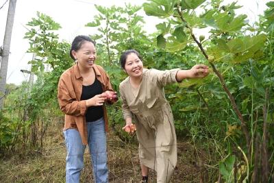 农旅融合促振兴