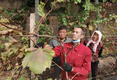 新时代中国调研行·黄河篇丨黄河边小镇走出特色产业升级之路