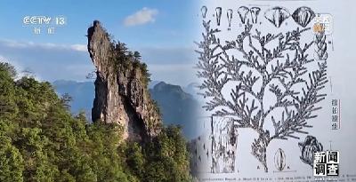 野外灭绝→百万植株 这是植物界“大熊猫”崖柏的重生日记