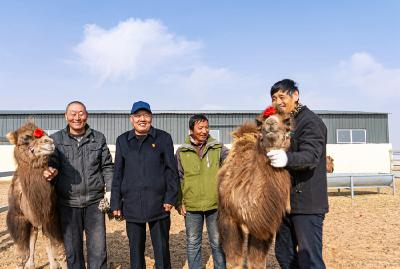 新时代中国调研行·黄河篇｜黄河岸边兴起戈壁红驼产业