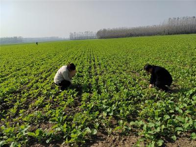 周矶街道：加强技术指导服务 助力油菜稳产丰收