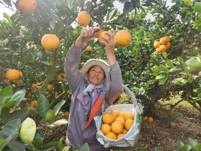 浩口镇田湖村：脐橙丰收采摘忙