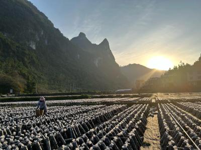 广西天峨推进绿色发展见闻：红水河畔的绿色新动能  