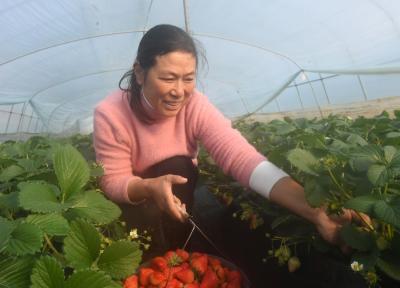 种植大户竞标“抢”田种