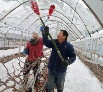 清理大棚积雪 保障作物生长