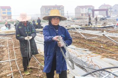 全力守好市民“菜篮子”——潜江推动农业灾后恢复生产工作纪实