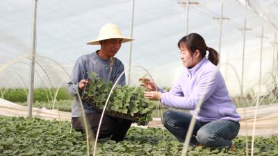 沃野“耕”新不负春