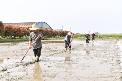 龙湾镇：机械化助力水稻育苗提质增效