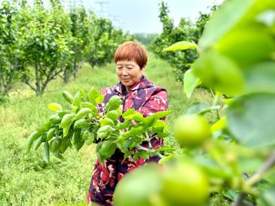 梨农疏果忙 精管促增收