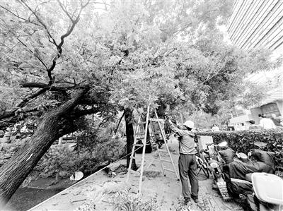 疾风骤雨致北京多地树木倒伏 北京市园林绿化局组织抢险人员紧急清运 