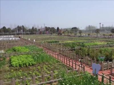 周矶街道金星村：“共享菜园”助力农旅融合发展