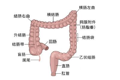 世界肠道健康日：“第二大脑”健康你了解多少