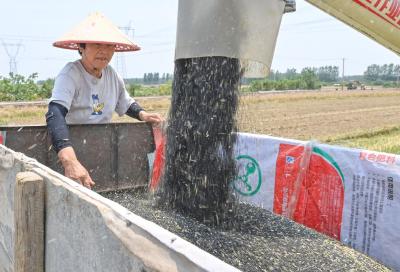 油菜喜丰收 田间收割忙