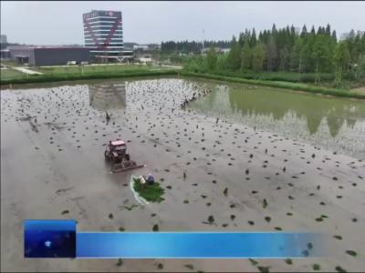 潜网集团：不负夏种好时节  虾稻田里插秧忙