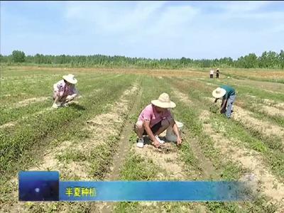 半夏种植开出致富“良方”