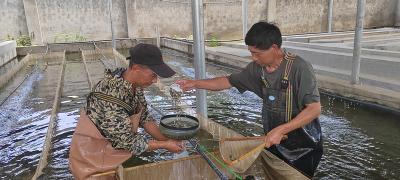 白鹭湖水产良种繁育中心鱼苗俏销