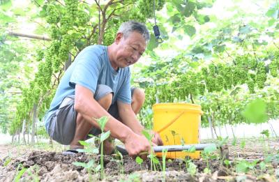 葡萄种植新模式助增收