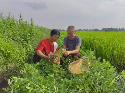 田埂“边角料” 化身增收“聚宝盆”