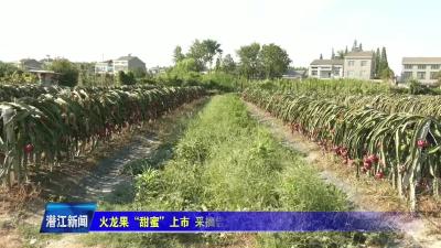 火龙果“甜蜜”上市  采摘尝鲜正当时