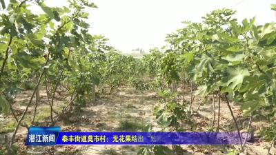 泰丰街道莫市村：无花果结出“致富果”  村民林间采收忙