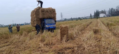 泰丰街道：疏堵结合 全力推进秸秆禁烧工作