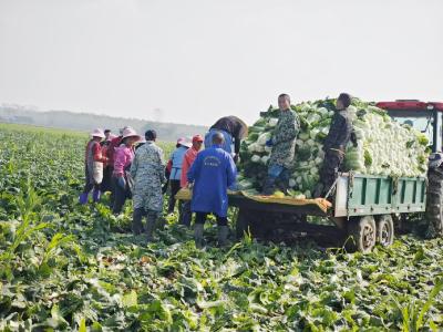 “蔬”通致富路