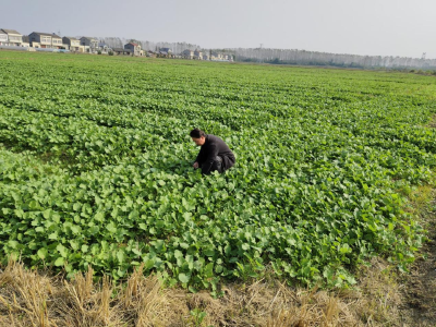 潜江市秋播生产圆满收官