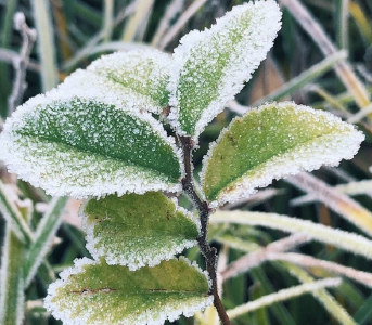 雪打高山霜打洼