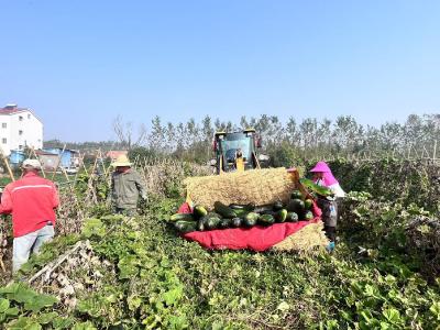 黑皮冬瓜迎丰收 农民致富劲头足