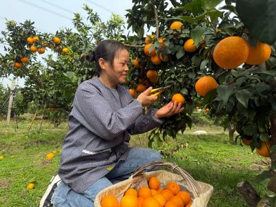 “橙”熟上市 果农采摘忙