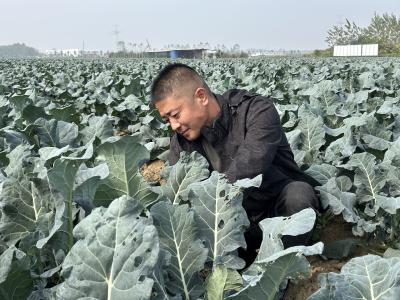 种下西兰花 开出“致富花”