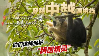 穿越中越国境线丨他们这样保护这群“跨国精灵”