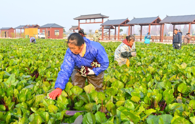 龙湾镇郑家湖村：轮作种植开启采摘园增收 “加速度”