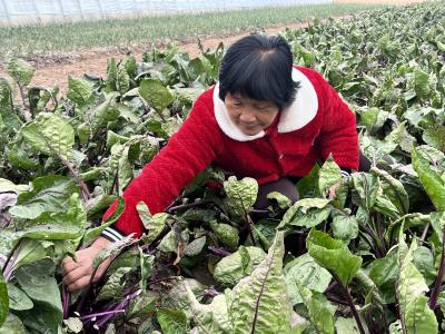 红菜薹走俏市场