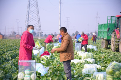 潜江市周矶街道荆桥村：白菜喜丰收