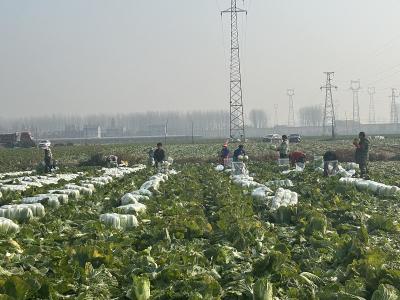白菜丰收“百财”到