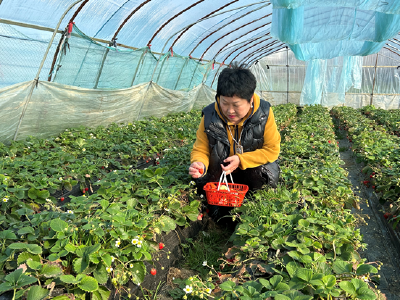 草莓种出“莓”好振兴路