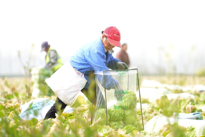 白菜喜丰收 田间收获忙