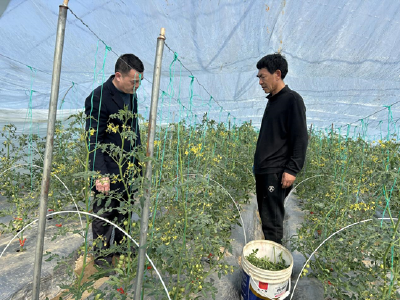农技人员田间忙  蔬菜生产有保障