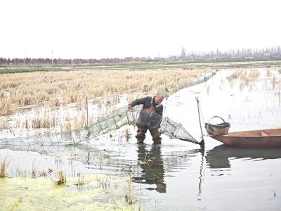 潜江：气温未暖“虾市”先热！虾苗供不应求