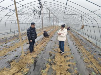 杨市街道纪工委：一线监督促保障 打好春耕“主动仗”