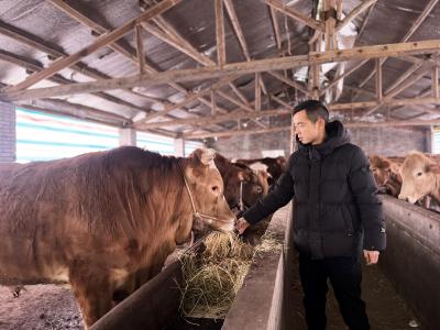 养牛奔上致富路