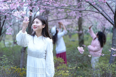 百花岛：樱花浪漫迎客来
