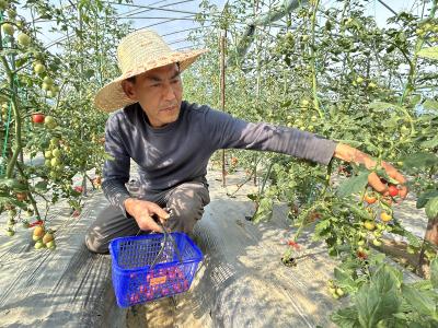 潜江：小小圣女果 致富“金果果”